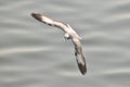 A flight of a common gull over the river water bird common gull Wings feather of common gull