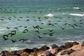 Flight Of Cormorants