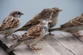 Flight of curious sparrows Royalty Free Stock Photo