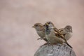 Flight of curious sparrows on a beam