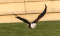 Flight of Eagle