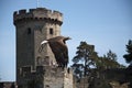 Flight of the Eagle at Warwick Castle