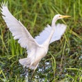 The flight of the egret, billabong from Yellow Water, Australia