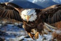 In flight elegance Eagles stunning close up captures flight and landing