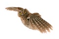Flight European scops owl