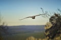 Flight of the Falcon,Falco cherrug
