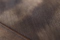 Flight feather of a bird of prey close-up. Dark brown natural background or wallpaper with a rhythmic pattern Royalty Free Stock Photo