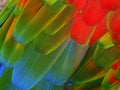 Close up of wing feathers on a macaw Royalty Free Stock Photo