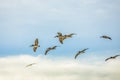 Flight of a flock of pelicans over the Pacific Ocean Royalty Free Stock Photo