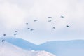 Flight of a flock of pelicans, over the Pacific Ocean