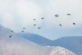 Flight of a flock of pelicans, over the Pacific Ocean Royalty Free Stock Photo