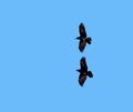 Flight, freedom and birds on blue sky together, animals migration and travel in air. Nature, wings and crows flying in Royalty Free Stock Photo