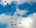 A flight of geese