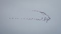 Flight of geese is flying through the air Royalty Free Stock Photo