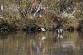 Flight of the Gray geese