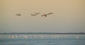 Flight of greater flamingo, Phoenicopterus roseus, in Camargue, Royalty Free Stock Photo