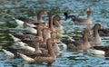 A flight of greylag geese. Royalty Free Stock Photo