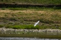 Flight of gull over the river