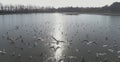 Flight with gulls above the lake surrounded by forest on a sunny day Royalty Free Stock Photo