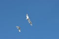 Flight of heron birds in the sky Royalty Free Stock Photo