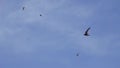 Flight of high-speed Swifts