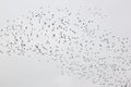 A flight of lapwings in Friesland, the Netherlands Royalty Free Stock Photo