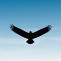 In flight likely an eagle or buzzard extends wide wings against a Royalty Free Stock Photo