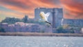 The flight of the little egret in beautiful sunset sky over water. A heron flies over a city pond during an orange-pink sunset Royalty Free Stock Photo