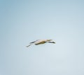 The flight of the little egret or Small White Heron