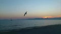 The flight of a lonely seagull over the sea . sunset in Majorca . Royalty Free Stock Photo