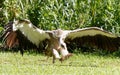 In-flight, the magnificent hooded vulture