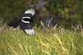 Flight of the Magpie Royalty Free Stock Photo