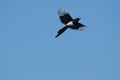 Flight magpie Royalty Free Stock Photo