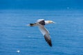 Northern gannet fou de bassan on bonaventure island canada, quebec, perce Royalty Free Stock Photo