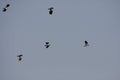 Flight of northern lapwing