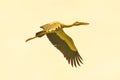 A flight of an Openbill Stork Royalty Free Stock Photo