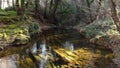 Flight over Huernar river in Cazalla de la Sierra. Forest at sunset