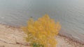 Flight over the shore of the Krasnoyarsk Sea, an autumn tree with yellowed foliage