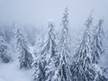 Flight over snowstorm in a snowy mountain coniferous forest, uncomfortable unfriendly winter weather. Royalty Free Stock Photo