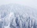 Flight over snowstorm in a snowy mountain coniferous forest, uncomfortable unfriendly winter weather. Royalty Free Stock Photo