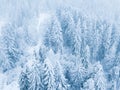 Flight over snowstorm in a snowy mountain coniferous forest, uncomfortable unfriendly winter weather. Royalty Free Stock Photo