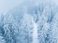 Flight over snowstorm in a snowy mountain coniferous forest, uncomfortable unfriendly winter weather. Royalty Free Stock Photo