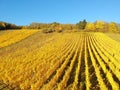 flight over vineyard Alsace France Royalty Free Stock Photo