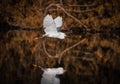 In Flight Over Water - White Egret & Reflection Royalty Free Stock Photo