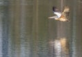 Flight of a Pelecanus philippensis - Spot billed pelican on a serene lake Royalty Free Stock Photo