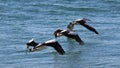A flight of pelicans
