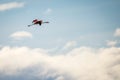 Flight of a pink flamingo in the sky. Shevelev. Royalty Free Stock Photo