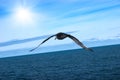 Flight of proud petrel