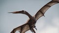 in flight Pteranodon Pterodactyl Dinosaur on white background Royalty Free Stock Photo