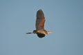 Flight of the red heron Royalty Free Stock Photo